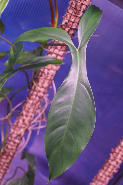 Uniek Vormblad Van Philodendron 69686 Een Populaire Zeldzame Huisplant — Stockfoto