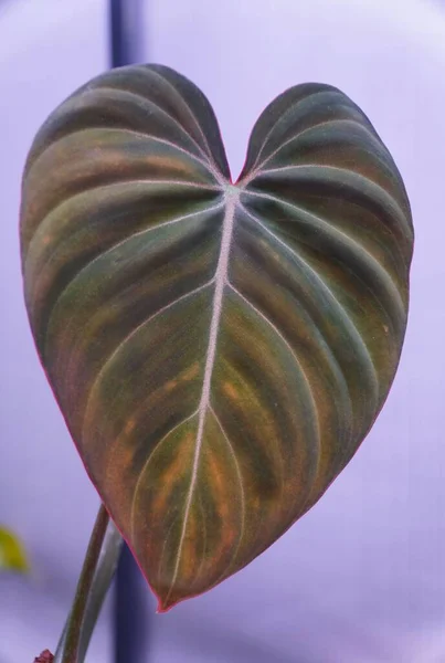 Vacker Koppar Färg Blad Philodendron Glorious Populär Exotisk Krukväxt — Stockfoto