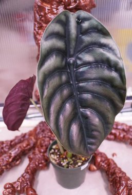 Alocasia Cuprea 'nın güzel, tırtıklı ve parlak bir yaprağı