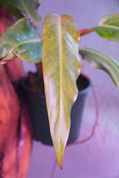 Prachtige Heldere Kleur Smalle Bladeren Van Philodendron Orange Marmalade Een — Stockfoto