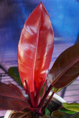 Popüler bir tropikal bitki olan Orange Prensi Philodendron 'un parlak kırmızı renkli yaprağı.