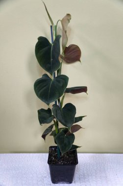Philodendron Lupinum 'un gençlik hali, kadife bir tropikal bitki.