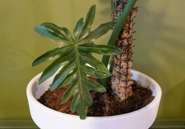 Ένα Όμορφο Φύλλο Σχήματος Του Philodendron Radiatum Ένα Δημοφιλές Τροπικό — Φωτογραφία Αρχείου