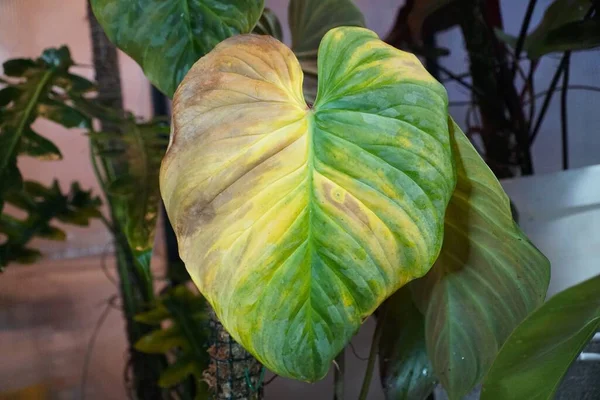 Feuille Jaunie Sur Philodendron Glorieuse Raison Fertilisation Excessive — Photo