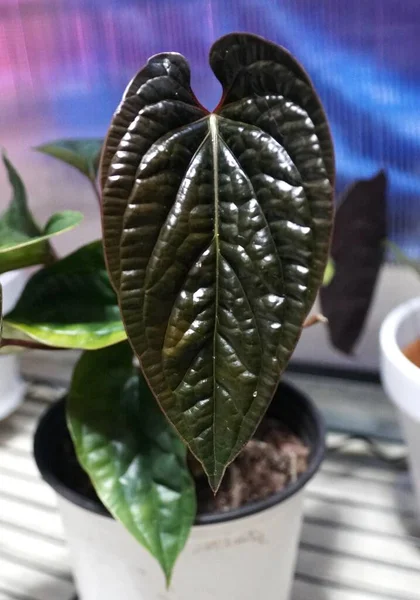 Gyönyörű Sötét Fényes Levél Anthurium Radicans Luxurians Egy Népszerű Ritka — Stock Fotó