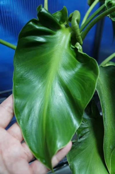 Gros Plan Feuille Brillante Bouclée Philodendron Rugosum Forme Aberrante — Photo