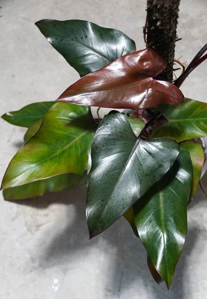 The shiny leaves of Philodendron Dark Lord, a popular rare houseplant