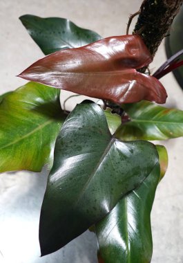 Philodendron Karanlık Lord 'un parlak yaprakları. Nadir bulunan ve egzotik bir bitki.