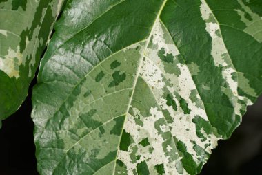 Palyaço İncir olarak da bilinen Ficus Aspera Parcelli 'nin çeşitli yapraklarını kapatın.