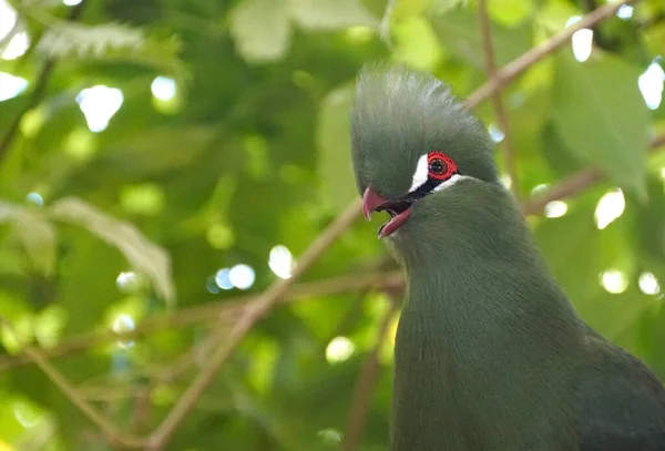 Κοντινό Πλάνο Ενός Όμορφου Πράσινου Turaco Αρχικά Από Νότια Αφρική — Φωτογραφία Αρχείου