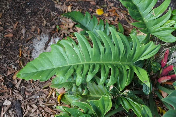 Een Groot Volwassen Blad Van Philodendron Jungle Boogie Grond — Stockfoto