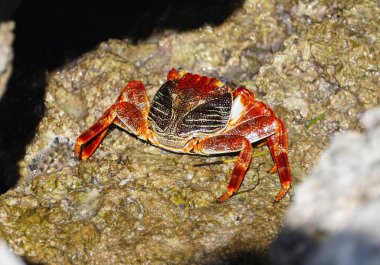 Big Pine Key, Florida, ABD yakınlarındaki kayalıklarda parlak kırmızı bir yengeç.