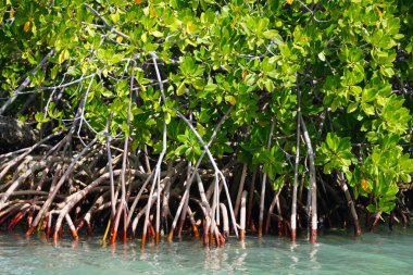 Big Pine Key, Florida, ABD yakınlarında kırmızı kökleri olan bir mangrov ağacı.
