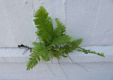 Çimento duvarında yetişen yeşil eğreltiotları