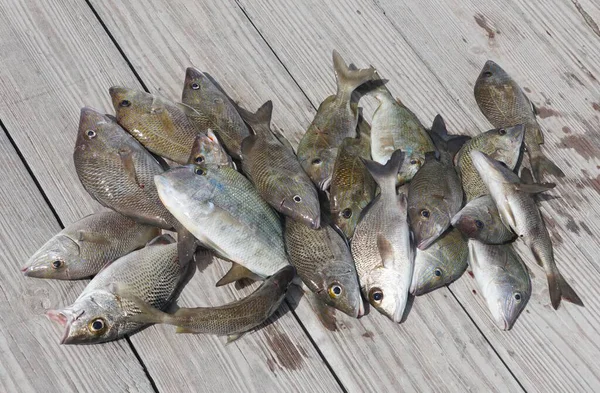 Uma Pilha Pargo Cinza Porgy Pego Uma Viagem Pesca Cima — Fotografia de Stock