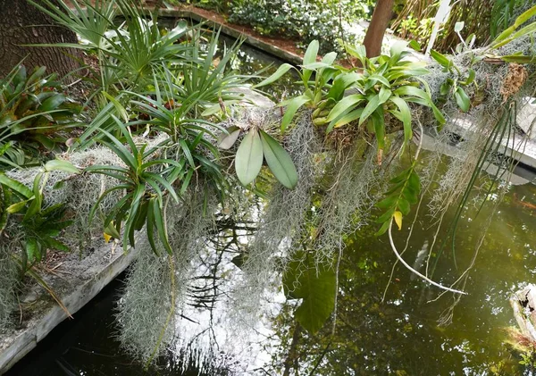 Petites Orchidées Avec Mousse Suspendues Sur Côté Tronc Arbre — Photo