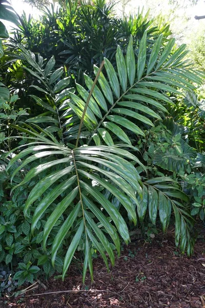 Hermosas Hojas Verdes Grandes Palma Lanzallamas — Foto de Stock