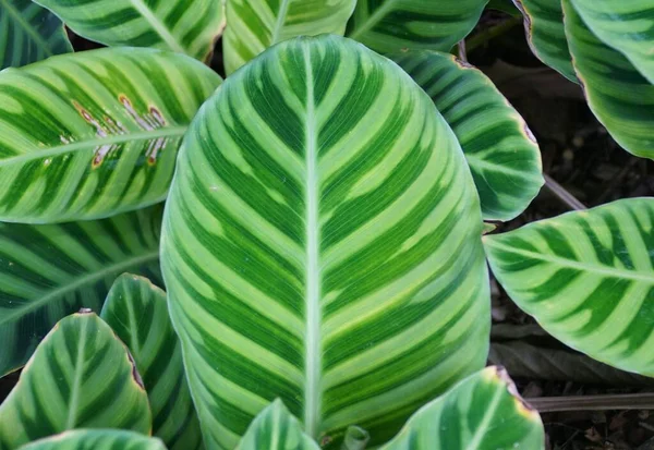 Close Beautiful Leaves Calathea Makoyana Originally Eastern Brazil — Stock Photo, Image