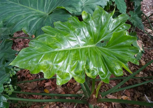 Згорніть Зрілий Блискучий Зелений Листок Philodendron Giganteum — стокове фото