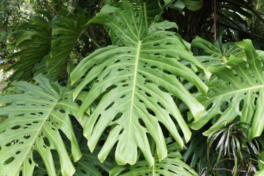 Büyük bir Monstera Deliciosa bitkisi büyük yeşil yapraklarla vahşi bir şekilde büyüyor.