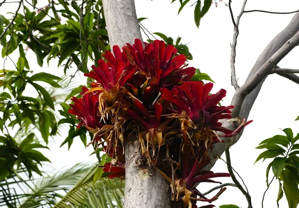 Czerwone Bromeliady Rosnące Pniu Palmy — Zdjęcie stockowe