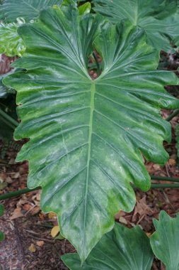Philodendron Giganteum 'un olgun ve parlak yeşil yaprağına yaklaş