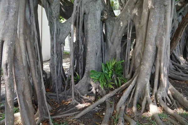 Long Root Lofty Fig Ficus Altissima Originally Southeast Asia — Stock Photo, Image
