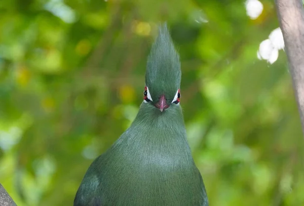 Een Prachtige Groene Witte Turaco Een Prachtige Vogel Oorspronkelijk Uit — Stockfoto
