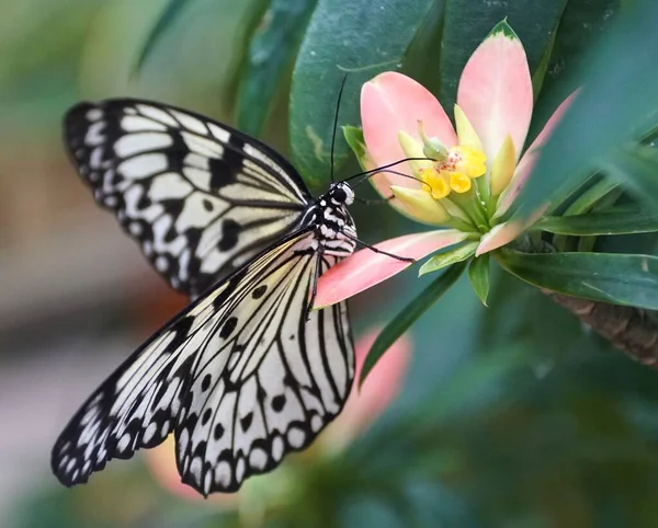 Hermosa Mariposa Blanca Negra Idea Leuconoe También Conocida Como Mariposa — Foto de Stock