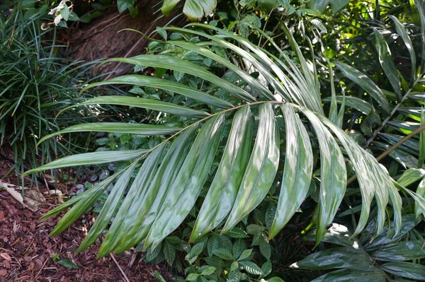 Belles Grandes Feuilles Vertes Flame Thrower Palm — Photo