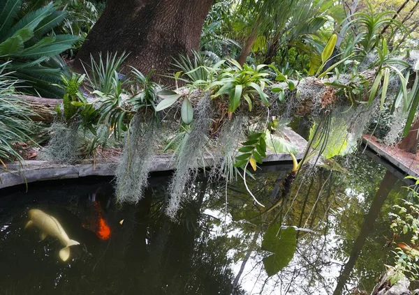 Petites Orchidées Avec Mousse Espagne Suspendues Sur Côté Tronc Arbre — Photo