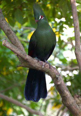 Bir ağaç dalına tüneyen güzel yeşil ve beyaz bir Turako 'ya yaklaş.