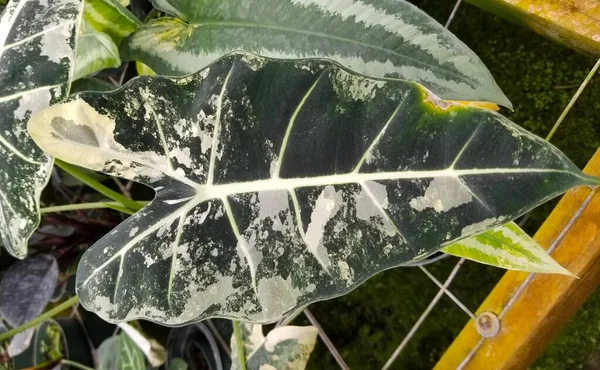 Mooie Witte Groene Gemarmerde Bladeren Van Alocasia Frydek Bonte Plant — Stockfoto