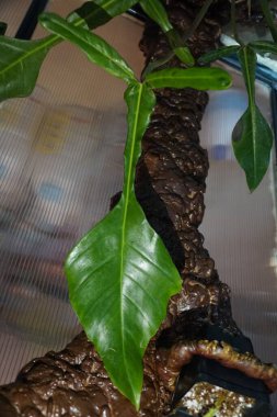 Fransız Guyanası 'ndan nadir bir tropikal bitki olan Philodendron Joepii' nin eşsiz ve yeşil yaprağı.