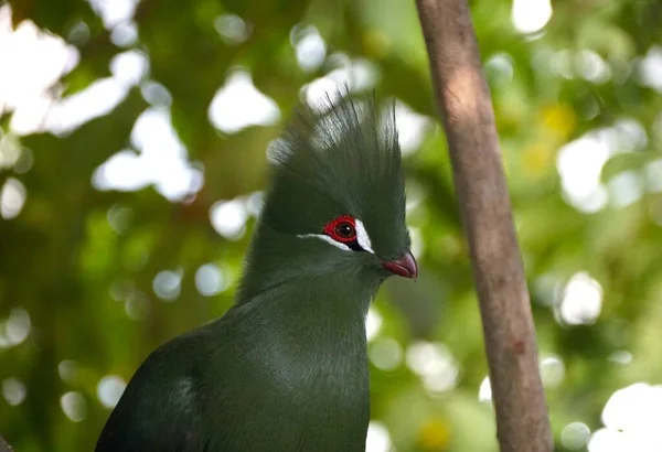 Close Belo Turaco Verde Branco Originalmente África Sul — Fotografia de Stock