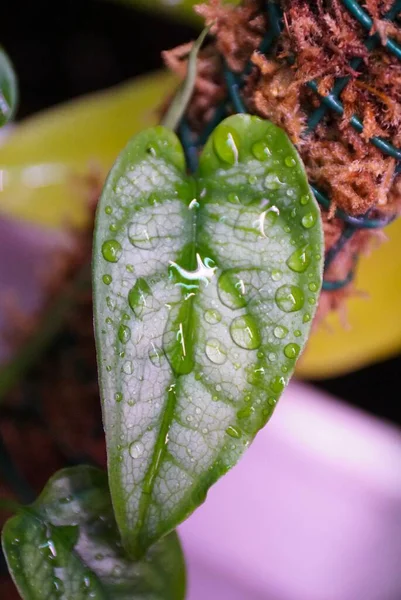 Close Uma Folha Verde Molhada Monstera Siltepecana — Fotografia de Stock