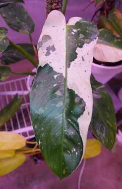 Philodendron 'un beyaz ve yeşil yapraklı Jose Buono bitkisi