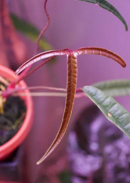 Beautiful tiny long leaves of Anthurium Cutucuense, a popular indoor houseplant