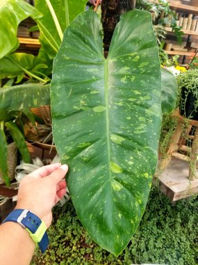 Beyaz benekli ve yeşil yapraklı Philodendron Jose Buono bitkisi