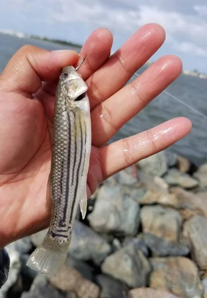 Mouth Small Striped Bass Hanging Fishing Line Hook Stock Photo by