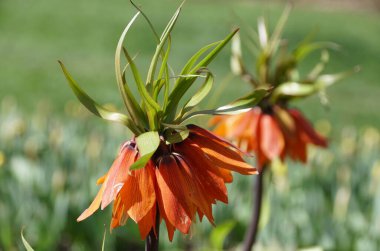 İmparatorluk çiçeklerinin turuncu rengi, Fritillaria Imperialis olarak da bilinir, ilkbaharın başlarında çiçek açar.