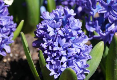 Baharın başlarında açan mavi sümbül çiçeklerini kapat.