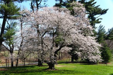 Güzel beyaz kiraz çiçekleri çiçek açan ağaç en tepede.