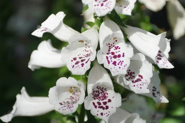 Krásné Bílé Malé Fialové Tečky Dalmatských Smíšených Kultivarů Foxrukavice Květiny — Stock fotografie