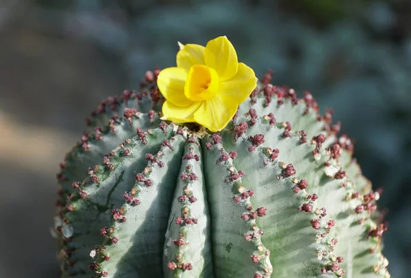 Una Pequeña Flor Amarilla Parte Superior Del Color Verde Pálido —  Fotos de Stock