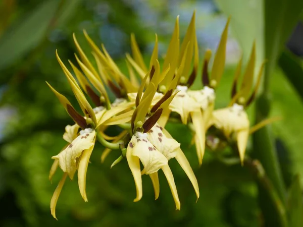 Malý Žlutý Shluk Brassia Peruvania Orchidej Květiny — Stock fotografie