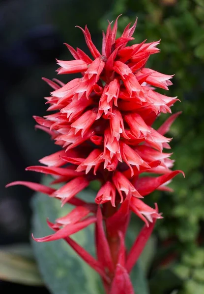 Červený Shluk Orchidejí Stenorrhynchos Speciosum — Stock fotografie