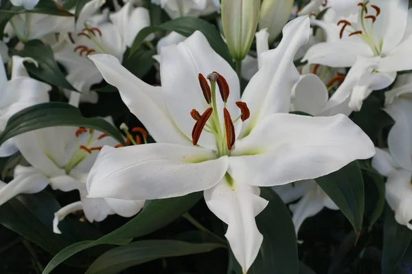 Doğu Trompeti Lily Zambesi Nin Güzel Beyaz Rengi — Stok fotoğraf