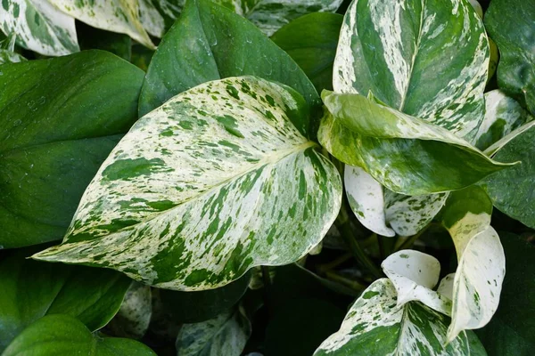 Daun Beraneka Warna Putih Dan Hijau Ratu Marmer Pothos — Stok Foto