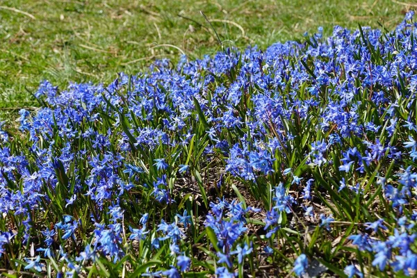 Güzel, küçük, mavi, erken kar ihtişamı ilkbaharın başlarında çiçek açıyor.